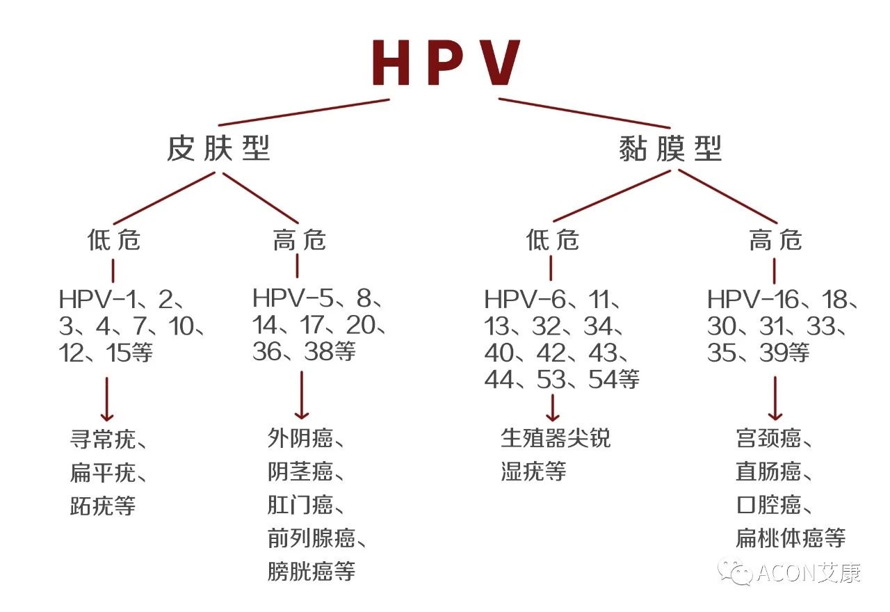 HPV转阴其实很简单， 女性必知的宫颈癌真相