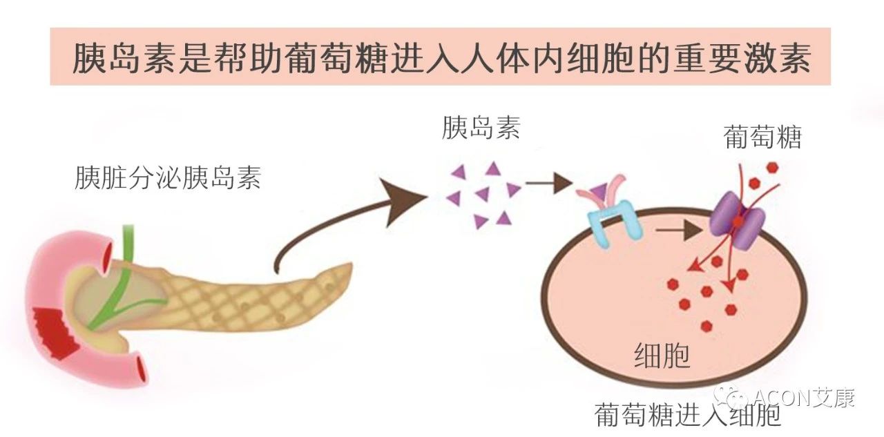 爆上热搜，因爆发型糖尿病进入ICU，有哪些教训值得我们汲取